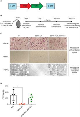 Correction of osteopetrosis in the neonate oc/oc murine model after lentiviral vector gene therapy and non-genotoxic conditioning